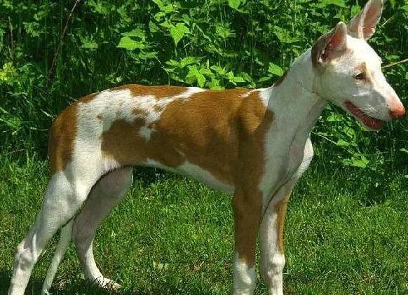给依比沙猎犬洗澡要注意频率,正确的方法请记住! 给依比沙猎犬洗澡要注意频率,正确的方法请记住!