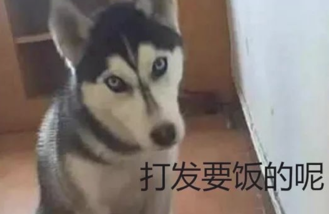 狗粮快完了就给金毛少放了一点儿,没想到二哈嫌少,还不吃了! 狗粮快完了就给金毛少放了一点儿,没想到二哈嫌少,还不吃了!