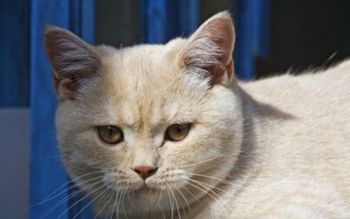猫窜入悉尼奥林匹克园恐遭厄运 猫主人或被罚