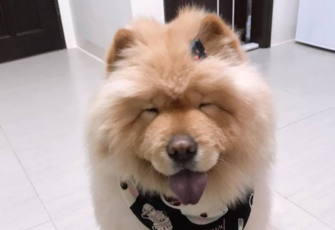 松狮犬太肥被取笑,冼澡后1秒破谣传,下场好尷尬! 松狮犬太肥被取笑,冼澡后1秒破谣传,下场好尷尬!