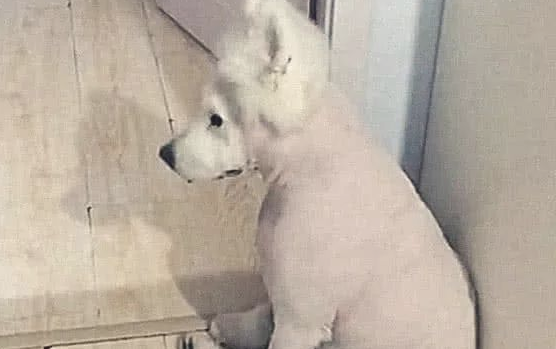 主人把狗狗剃光光,认为狗狗不在乎,深夜一看愣住了