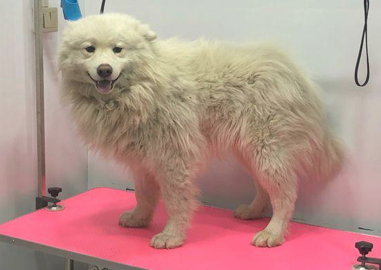 流浪犬走在路上往返徘徊，男孩儿送去宠物用品店后，营业员：捡到宝了