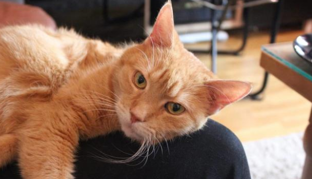 爱猫的人运气不会太差！流浪汉救活流浪猫，意外获得一份工作机会