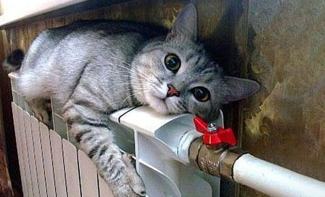 冬天猫咪十大取暖神器，据说集齐之后，可以召唤一大群喵星人！