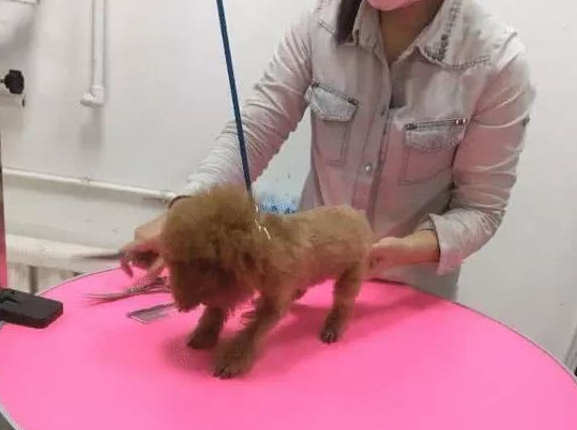 带泰迪到宠物用品店去剪毛,小姐姐给泰迪剪得太仔细了 带泰迪到宠物用品店去剪毛,小姐姐给泰迪剪得太仔细了
