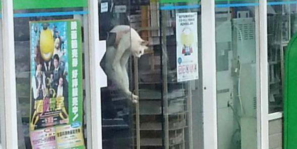猫咪被锁超市一夜,众多货物遭殃,店长准备报警时遇到好心人 猫咪被锁超市一夜,众多货物遭殃,店长准备报警时遇到好心人
