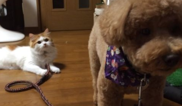 狗狗剪毛换新造型 猫咪朋友竟然不认得