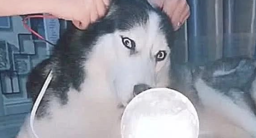 主人用狗狗耳朵发电量,插下去后,见到灯泡的反映,小狗愣住了 主人用狗狗耳朵发电量,插下去后,见到灯泡的反映,小狗愣住了