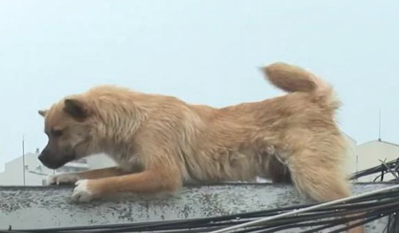 流浪犬立在楼顶围墙旁边,不许所有人挨近,掉下去时大家心都碎了 流浪犬立在楼顶围墙旁边,不许所有人挨近,掉下去时大家心都碎了