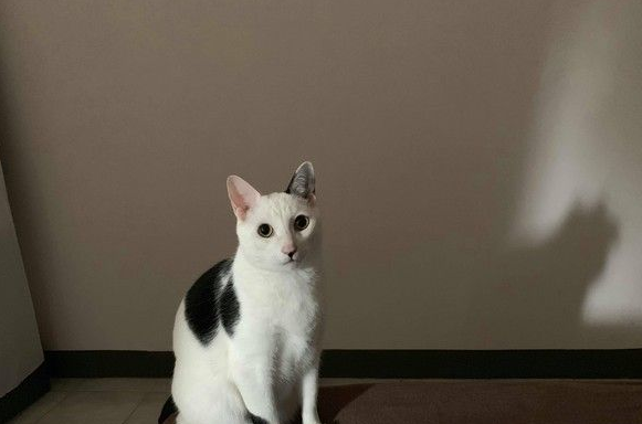 猫大盗被当场抓包 超级逗趣的现行犯模样
