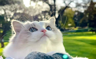 这几种猫，不建议带回家，养过的人才懂