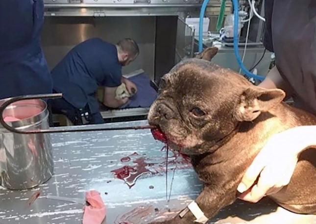 11岁的萌宝斗牛犬由于它基本上狗命不保,出门时小狗要关紧 11岁的萌宝斗牛犬由于它基本上狗命不保,出门时小狗要关紧