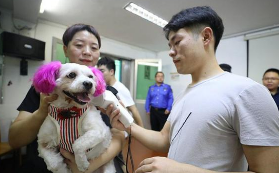 狗狗走失后,竟自己跑去警局报案,狗:铲屎官你在哪? 狗狗走失后,竟自己跑去警局报案,狗:铲屎官你在哪?