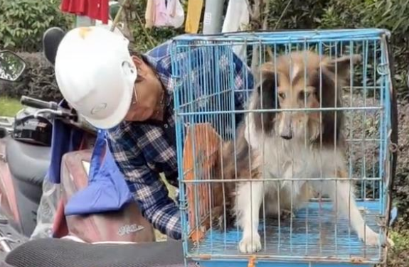 牧羊犬被遗弃后意志消沉,不吃不喝,它一直在思念主人! 牧羊犬被遗弃后意志消沉,不吃不喝,它一直在思念主人!