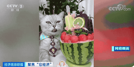 宠物行业白皮书：我国养猫人群数超过养狗人群数