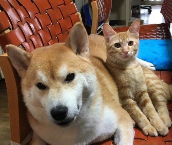 主人带回流浪小猫 让失去猫咪好友的柴柴很开心