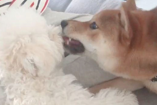 把泰迪交到柴犬,回家见到这幕主人笑喷,柴犬:来人啊!耍流氓啦