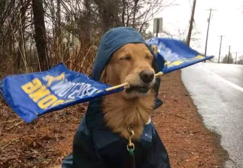 狗狗冒雨为马拉松选手助威 这个画面真的是太暖心了