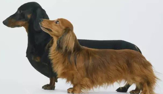 腊肠犬怎么饲养 腊肠犬怎么饲养