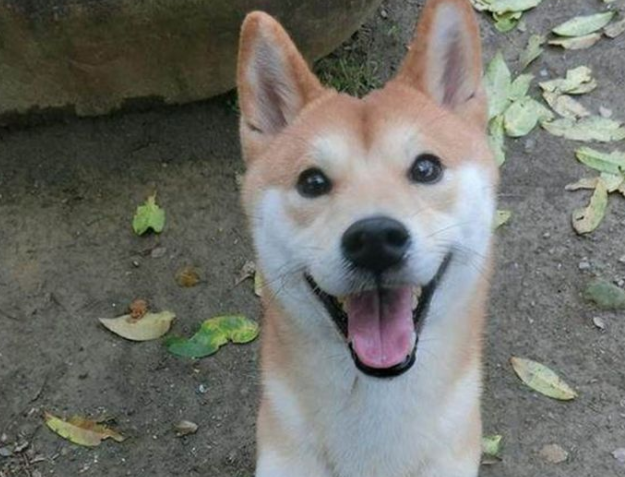 新买的铁笼惨遭毒手，主人看过柴犬一眼，柴犬却外露一副不屑一顾的表