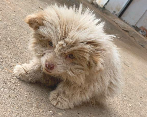 外出一不小心撞倒只流浪犬，殊不知狗狗趴土里不起來，女生走进后乐了