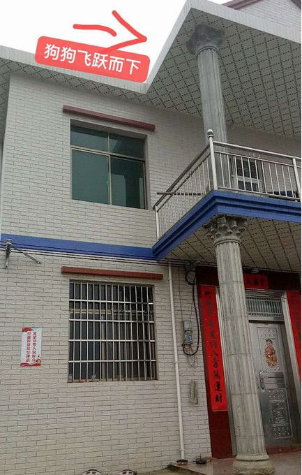 二哈的爱太过与众不同 3楼飞扑致主人嵴髓挫伤 二哈的爱太过与众不同 3楼飞扑致主人嵴髓挫伤