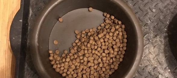 狗狗饭饭只吃一半 背后故事令人为之鼻酸落泪！