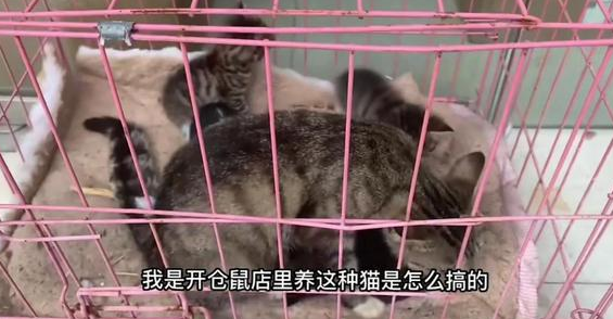仓鼠店老板被迫养猫,直呼“我是卖仓许的啊!” 仓鼠店老板被迫养猫,直呼“我是卖仓许的啊!”