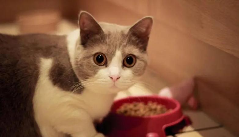 猫粘人是为什么 猫粘人是为什么