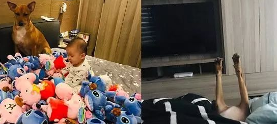 狗狗阿姨带小孩子,第二天入睡跟丧尸一样,腿直直抬起 狗狗阿姨带小孩子,第二天入睡跟丧尸一样,腿直直抬起