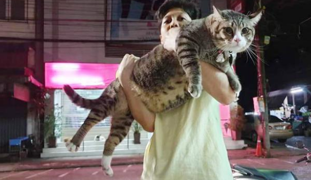 猫咪胖成猪,铲屎官让猫咪吃素,猫咪竟吃得很开心 猫咪胖成猪,铲屎官让猫咪吃素,猫咪竟吃得很开心