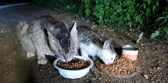 孝顺的小流浪猫,主动把食物让给猫妈妈,还带着猫爸爸找上门 孝顺的小流浪猫,主动把食物让给猫妈妈,还带着猫爸爸找上门