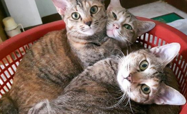 12只猫摊上不负责主人,被遗弃烂尾楼,主人被拆穿后疯狂打脸 12只猫摊上不负责主人,被遗弃烂尾楼,主人被拆穿后疯狂打脸