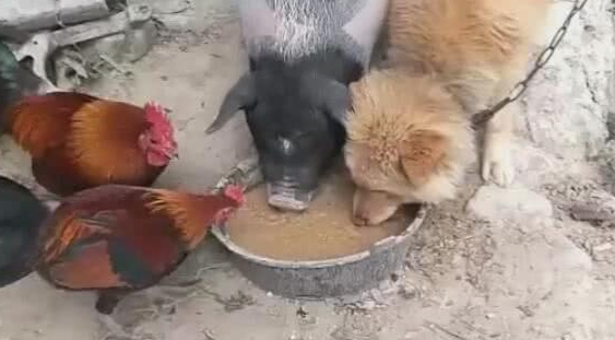 狗狗跟猪恩爱了，一起进餐驱逐鸡，见到这一幕令人不淡定从容