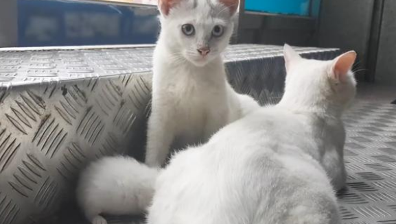 多次想进入便利店的流浪猫，看到它嘴里的东西后，才明白它的苦心
