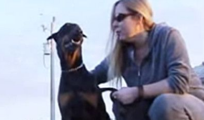 调皮狗贪玩掉进运河 海豚奋力相救