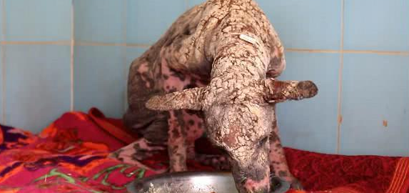 流浪犬感柒皮肤疾病,伤口结痂像爬满石块,都快认不出来是狗狗 流浪犬感柒皮肤疾病,伤口结痂像爬满石块,都快认不出来是狗狗