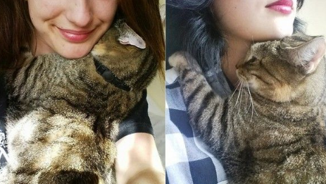 猫咪实在太爱主人 每天都要窝在主人脖颈才能睡着 猫咪实在太爱主人 每天都要窝在主人脖颈才能睡着