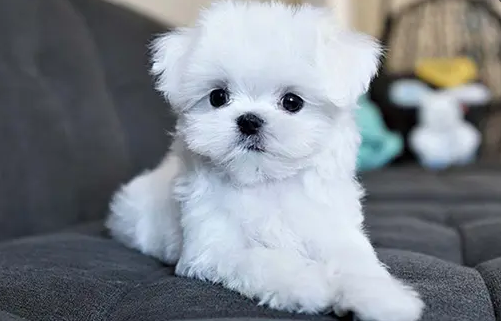 马尔济斯犬几岁算成年?不清楚的快来看看! 马尔济斯犬几岁算成年?不清楚的快来看看!