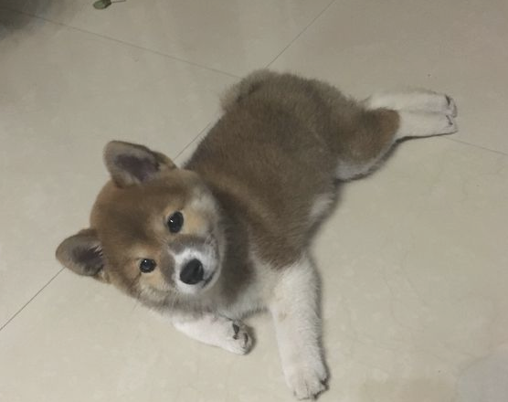 柴犬家里烦闷，它忙里偷闲科学研究起“体操”，狗：主题活动骨筋！