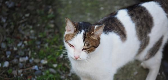 宠物猫失踪19个月 竟自己返家