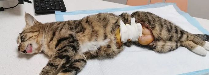 猫做完绝育多久可以喂食喝水 猫做完绝育多久可以喂食喝水