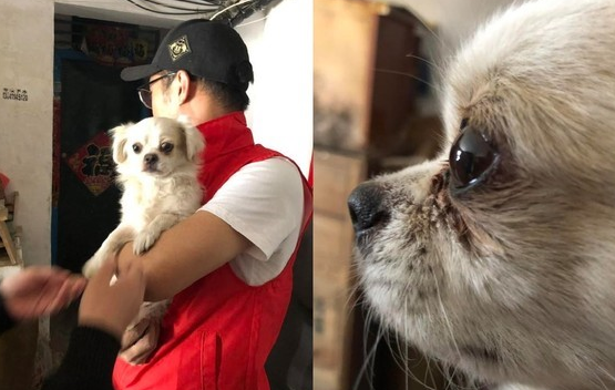 爱犬不相信主人离世 满眼泪水守老宅门前3天