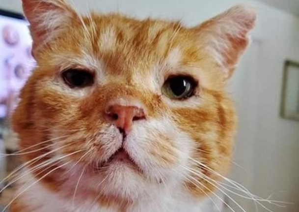 橘猫敲门求助，医生道出无奈真相：不救，它可能活不过冬天！