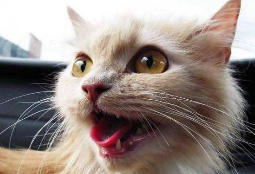 猫喘气很急促是因为什么 猫喘气很急促是因为什么