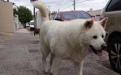 主人过世 忠犬每天走原路等他回來 主人过世 忠犬每天走原路等他回來