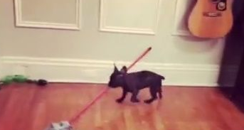 狗狗也有洁癖 小法斗萌咬拖把自己打扫房间 狗狗也有洁癖 小法斗萌咬拖把自己打扫房间