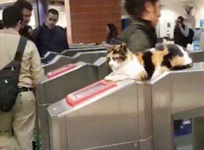 流浪猫变身地铁站安检员，工作态度超负责，只要工资小鱼干