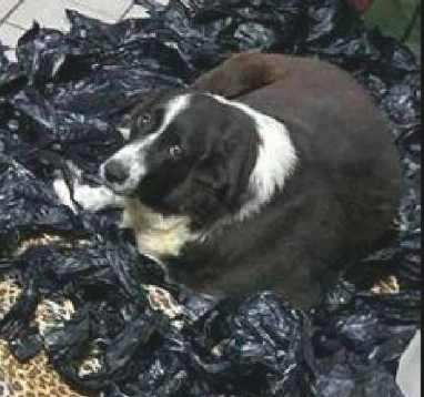 狗狗睡在垫子上嫌冷,把家中的垃圾袋全叼回来铺上,目光好可伶 狗狗睡在垫子上嫌冷,把家中的垃圾袋全叼回来铺上,目光好可伶