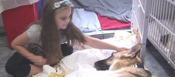 收留的狼犬一到新房子初遇小主人忽然飞扑，向前阻拦时爸爸妈妈奔溃流泪